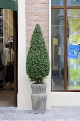 Sustainable Christmas Tree Alternatives:
