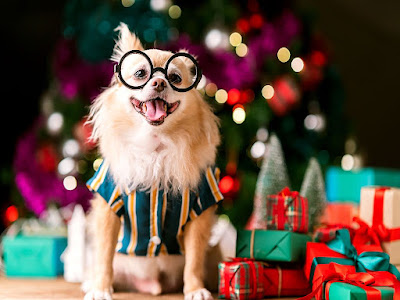 Green Gifting for Pets: 15 Eco-Friendly Presents to Delight Your Furry Friends