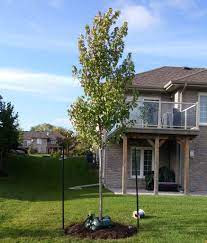 Sustainable Christmas Tree Alternatives: