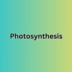What is Photosynthesis and How Do I Pronounce It?