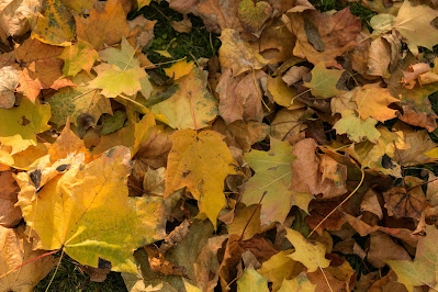 How to Compost Your Autumn Leaves for a Greener Garden