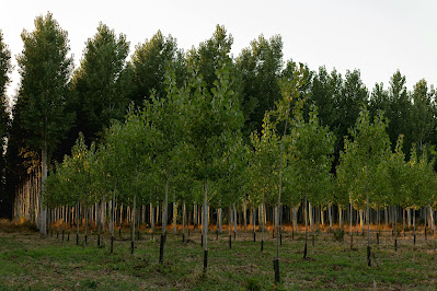 Understanding Carbon Offsetting and How to Use It