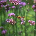 How to Attract Pollinators to Your Yard