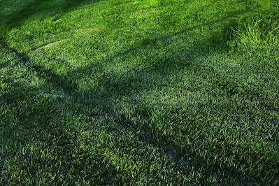 The Best Sustainable Practices for Maintaining Your Lawn