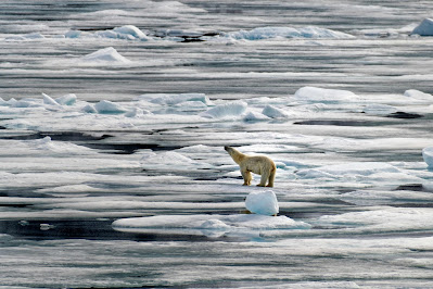 How Global Warming Affects Biodiversity