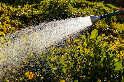 How to Save Water in Your Garden During Hot Summer Days