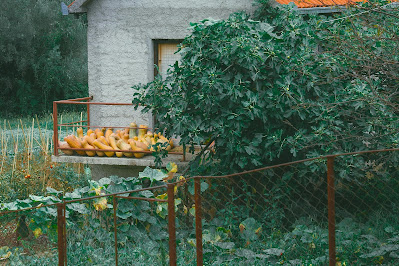 The Benefits of Growing Your Own Food