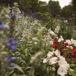 The Benefits of Native Plants for Your Garden