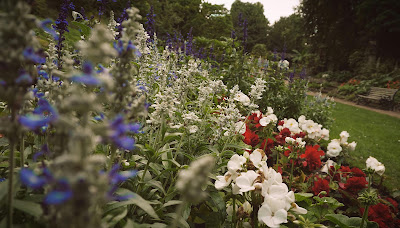 The Benefits of Native Plants for Your Garden