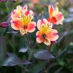 How to Create a Bee-Friendly Garden This Spring