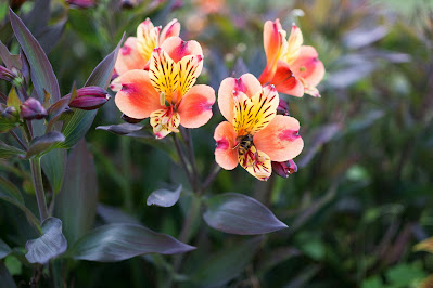 How to Create a Bee-Friendly Garden This Spring