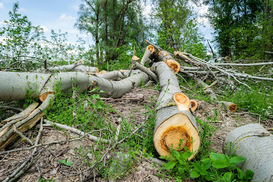 What Is Deforestation and Its Environmental Impact?