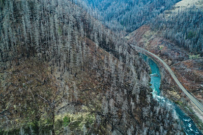 What Are the Effects of Acid Rain on the Environment?