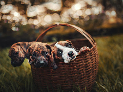 Sustainable Pet Ownership: Eco-Friendly Tips for Your Furry Friends